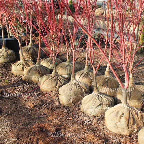 Джутовая мешковина упаковочная 200 гр 100% натуральная Ширина 110 см