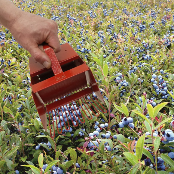 Комбайн для сбора ягод (универсальный) Комбайн для сбора ягод (универсальный)
