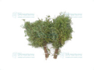 Веник для бани можжевеловый