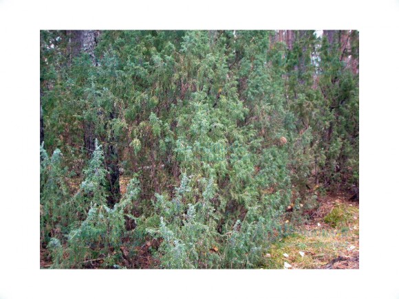 Веник для бани можжевеловый Веник для бани можжевеловый