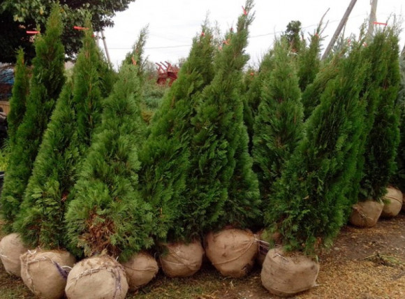 Мешковина джутовая средней плотности 240 гр/м2 (Кусок 5 м)